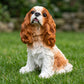 Lifelike Cavalier King Charles Spaniel Resin Statue, Patio Garden Dog Decor, Gift for Dog Lovers