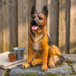 Lifelike German Shepherd Resin Statue, Outdoor Garden Yard Decor, Gift for Dog Lovers