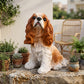 Lifelike Cavalier King Charles Spaniel Resin Statue, Patio Garden Dog Decor, Gift for Dog Lovers